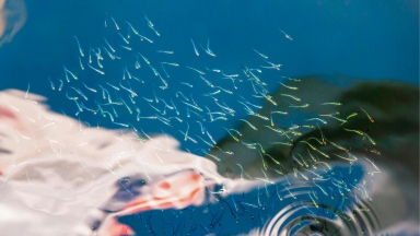 Ποια εποχή του χρόνου «κολυμπάει» πιο γρήγορα το σπέρμα