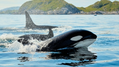 Η ανατριχιαστική στιγμή που μια φάλαινα όρκα μιμείται την ανθρώπινη ομιλία: Ποιες λέξεις κατάφερε να πει