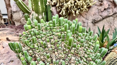 Ξεχάστε τις πιπεριές τσίλι: Το πιο καυτερό φυτό στον κόσμο -1.000 φορές ισχυρότερο από την καψαϊκίνη (vid)