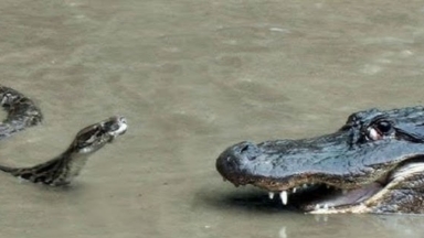 Η Ινδία «στρατολογεί» φίδια και κροκόδειλους για τα σύνορα με το Μπαγκλαντές