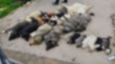 Χαλκιδική: Μαζική δηλητηρίαση 21 σκύλων στον Βάβδο – Οργή και έρευνα για την κτηνωδία
