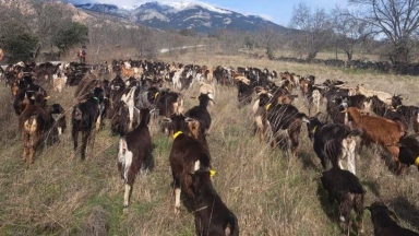 Κοπάδι 300 κατσικιών εισβάλλει στους ισπανικούς δρόμους με μια απροσδόκητη αποστολή: Να σταματήσει τις πυρκαγιές