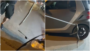 Τα έχασε οδηγός στη Θεσσαλονίκη: Έβγαλε φίδι ενός μέτρου από το καπό του αυτοκινήτου του (vid)
