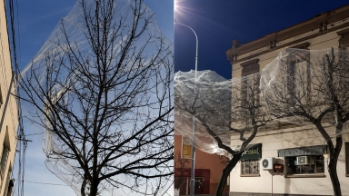 Έβαλαν «δίχτυ» στα δέντρα για να διώξουν τα πουλιά : Η λύση της Αργεντινής που δίχασε τους πάντες