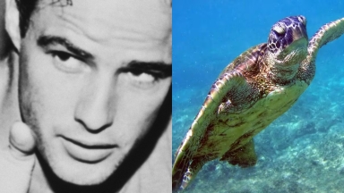 Ο Μάρλον Μπράντο αγόρασε ένα νησί το 1966 στην Πολυνησία: Σήμερα είναι καταφύγιο για 15.614 πράσινες χελώνες