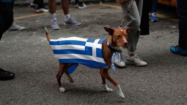Σκύλοι με σημαίες; Οι ψυχολόγοι εξηγούν τι κρύβεται πίσω από την νέα μόδα της Ευρώπης