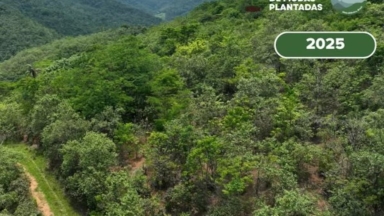 Οικογένεια φύτεψε 840.000 δέντρα σε παλιά βοσκοτόπια: 25 χρόνια μετά επέστρεψε ένα ζώο που είχε εξαφανιστεί από την περιοχή για πάνω από έναν αιώνα