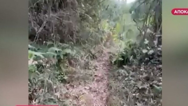 Τούρκοι πρόσφυγες παρήγαγαν κάνναβη στην Μεσσηνία: Πάνω από 200.000€ αξία των κατασχεθέντων στα Εξάρχεια