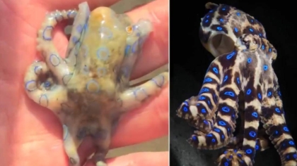 Ο τουρίστας είχε άγνοια και... άγιο: Έπιασε με γυμνά χέρια ένα από τα πιο δηλητηριώδη πλάσματα της γης (vid)