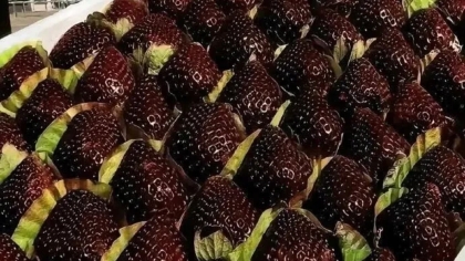 «Black Pearl»: Οι μαύρες φράουλες της Κίνας που κοστίζουν έως 45 δολάρια το κιλό (vid)