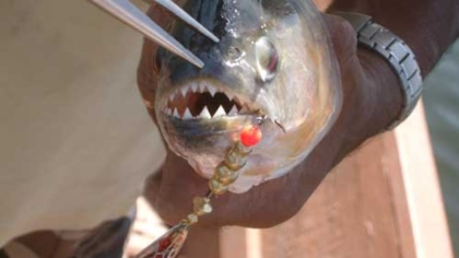 Μαζική επίθεση πιράνχα στην Αργεντινή: Πάνω από 40 τραυματίες, ένας ακρωτηριασμός και κόκκινος συναγερμός