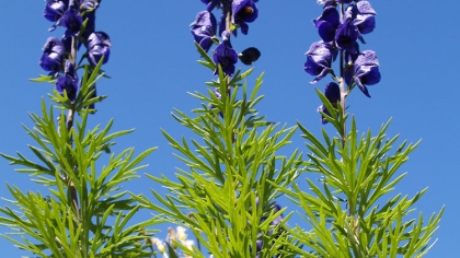 Aconitum napellus: Το τοξικό φυτό που μοιάζει με μαϊντανό και σκοτώνει