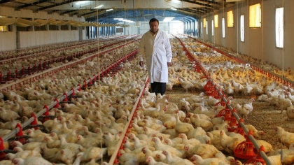 Ινδία: Αγρότης καταγγέλλει ότι μουσική από γάμο σκότωσε 140 κοτόπουλα