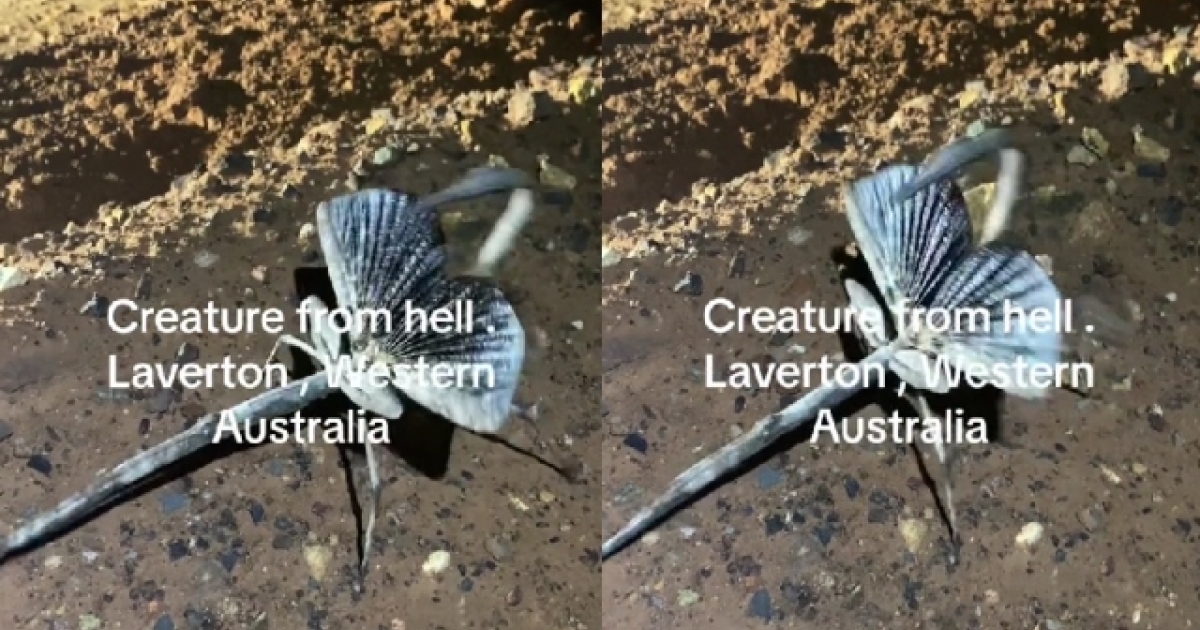 Australia: Scientists identify ‘creature from hell’ and are horrified (VID)
