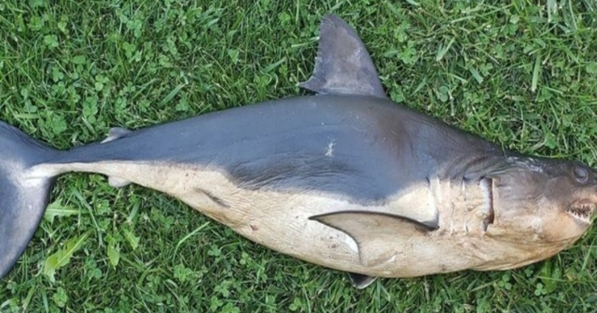 A rare species of shark was found in one of the rivers in the United States: the monster weighs 500 kg