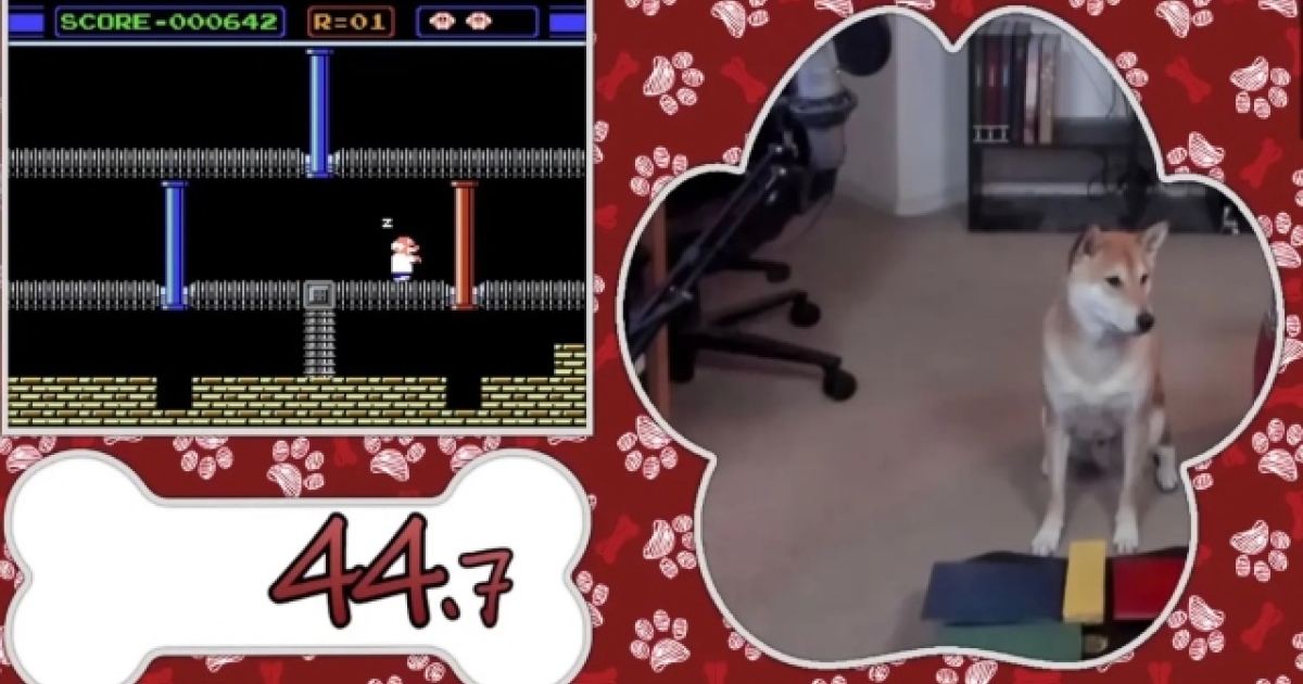 An amazing dog manages to finish a video game and sets a world record (video)