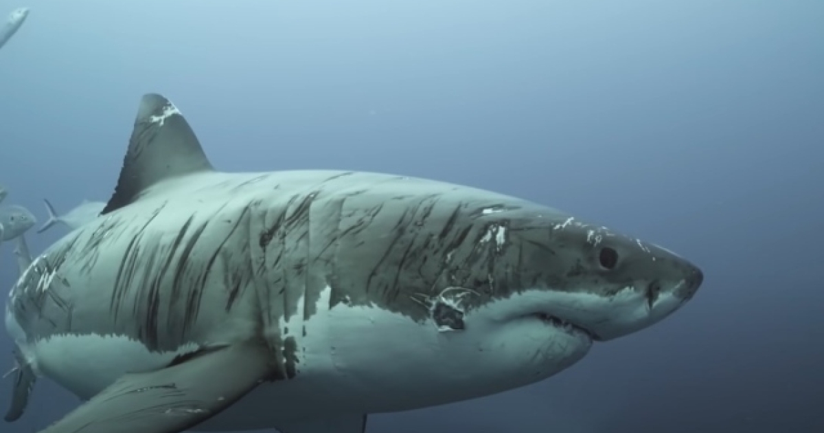 The “distinctive” shark that caught the attention of experts: speculation about the marks it acquired (video)