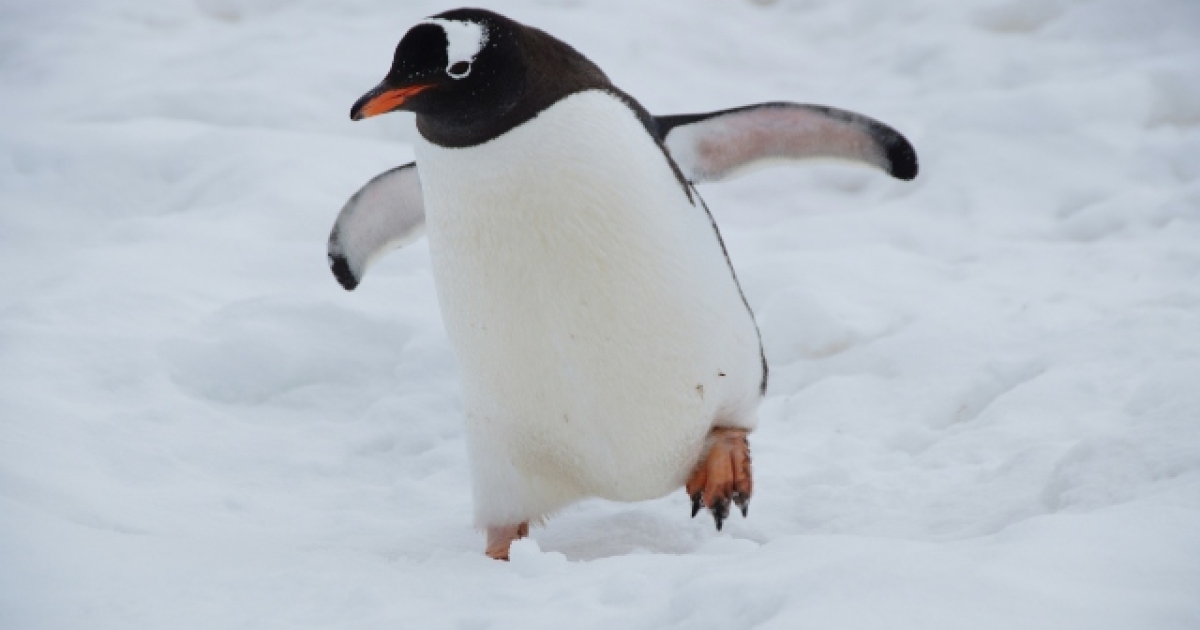Alarm in Antarctica: Scientists found hundreds of penguins dead