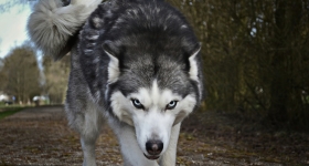 Λύκος επιτέθηκε σε παρέα περιπατητών στα Βασιλικά Κτήματα στο Τατόι