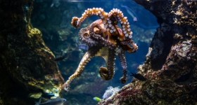 Η θεωρία του χταποδιού – Εσείς ποιο πλοκάμι έχετε ακολουθήσει στη ζωή σας;