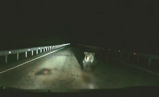 Αρκούδα επιτίθεται σε αυτοκίνητο