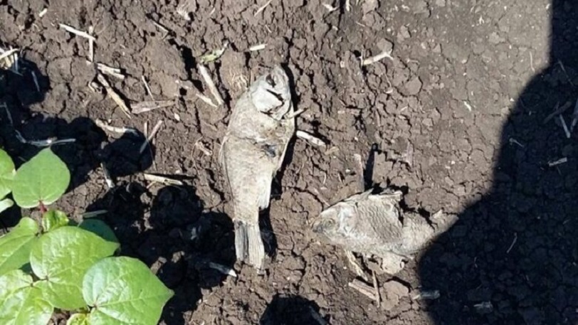 Φάρσαλα: Αγρότες βρήκαν ψάρια στα χωράφια τους (pic)