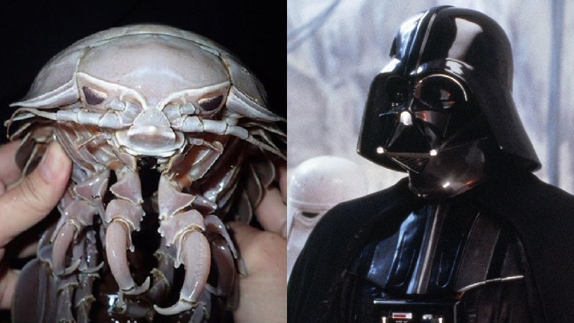 Τεράστια θαλάσσια κατσαρίδα σαν τον Darth Vader στο Star Wars βρέθηκε στον Ινδικό Ωκεανό